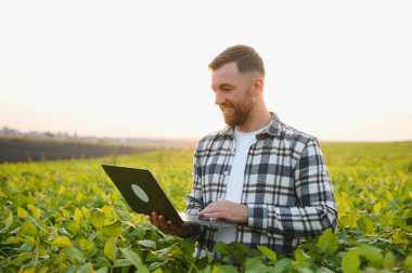 Bir çiftçi yeşil fasulye tarlasını teftiş eder. Hasat konsepti.