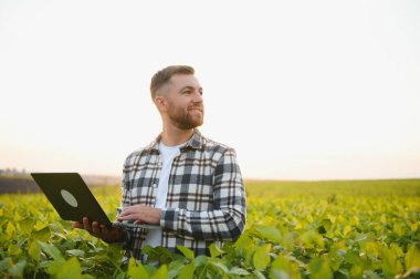 Agronomist tarlada yetişen soya fasulyesi ekinlerini inceliyor. Tarım üretim konsepti. Genç tarımcı yazın tarlada soya fasulyesi mahsulünü inceliyor. Soya tarlasında çiftçi