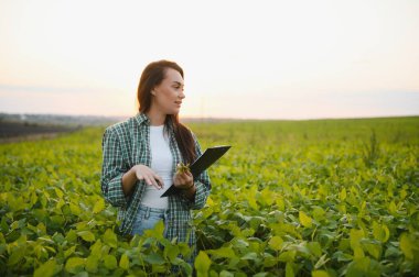 Soya tarlasında bir kadın çiftçi..