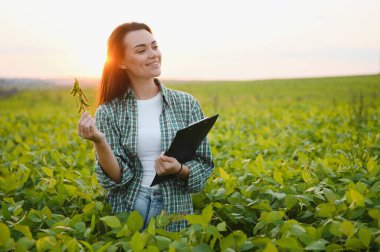 Beyaz kadın çiftlik işçisi yaz akşamları soya tarlasını inceliyor..
