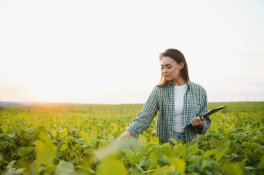 Tarladaki yeşil soya bitkilerini inceleyen dişi çiftçi ya da tarımcı.