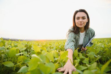 Tarladaki yeşil soya bitkilerini inceleyen dişi çiftçi ya da tarımcı.