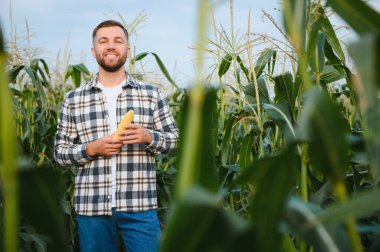 A young agronomist inspects the quality of the corn crop on agricultural land. Farmer in a corn field on a hot sunny day.