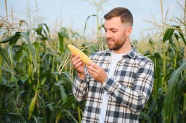 Bir adam mısır tarlasını teftiş ediyor ve zararlıları arıyor. Başarılı çiftçi ve tarım sektörü.