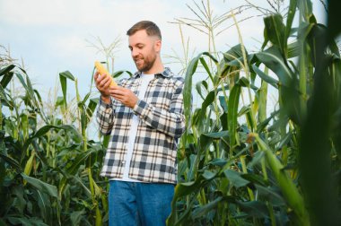 Mısır tarlasında genç ve yakışıklı bir ziraatçi hasat etmeden önce mahsulleri inceliyor..