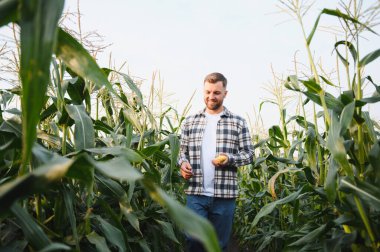 Mutlu çiftçi büyüyen mısır tarlasında duruyor ve ekinleri inceliyor. .