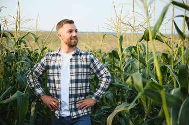 Mısır tarlasında genç ve yakışıklı bir ziraatçi hasat etmeden önce mahsulleri inceliyor..