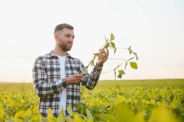 Agronomist tarlada yetişen soya fasulyesi ekinlerini inceliyor. Tarım üretim konsepti. Genç tarımcı yazın tarlada soya fasulyesi mahsulünü inceliyor. Soya tarlasında çiftçi