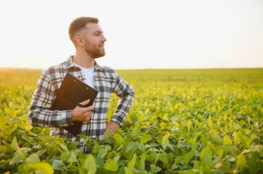 Soya tarlasında dikilen çiftçi gün batımında mahsulü inceliyor..