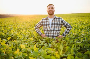Agronomist tarlada yetişen soya fasulyesi ekinlerini inceliyor. Tarım üretim konsepti. Genç tarımcı yazın tarlada soya fasulyesi mahsulünü inceliyor. Soya tarlasında çiftçi