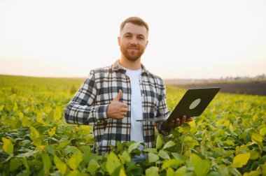 Soya tarlasında gün batımında duran çiftçi..