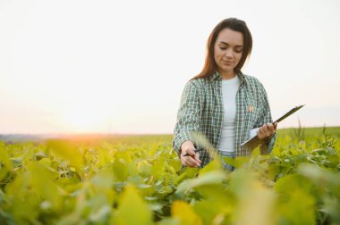 Gün batımında soya tarlasında genç bir kadın çiftçi..