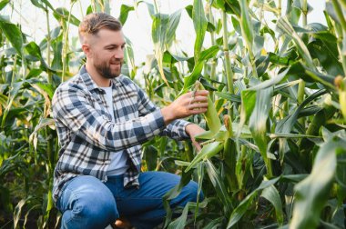 Mısır tarlasında genç ve yakışıklı tarım uzmanı hasat etmeden önce ekinleri inceliyor. Tarım sektörü konsepti. Mısır tarlasında duran tarım mühendisi.