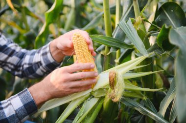 Bir adam mısır tarlasını teftiş ediyor ve zararlıları arıyor. Başarılı çiftçi ve tarım sektörü.