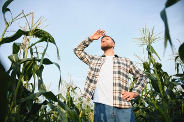 Mısır tarlasında genç ve yakışıklı bir ziraatçi hasat etmeden önce mahsulleri inceliyor..