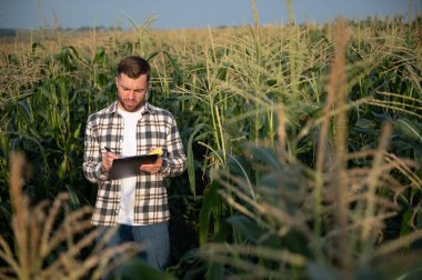 A young agronomist inspects the quality of the corn crop on agricultural land. Farmer in a corn field on a hot sunny day.