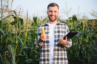 A young agronomist inspects the quality of the corn crop on agricultural land. Farmer in a corn field on a hot sunny day.