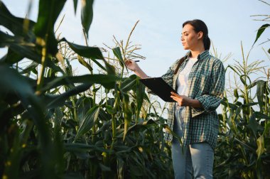 Kadın çiftçi tarım uzmanı mısır mahsullerinin kalite kontrolünü inceliyor ve denetliyor.