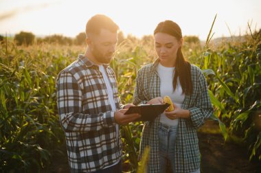 Sulama mısır. İki çiftçi mısır tarlasında çalışıyor. tarım sulama konsepti. Çiftçilerden bir erkek ve bir kadın sulama işine karşı yeşil mısır filizleriyle tarlalarda çalışıyorlar.