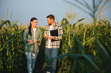 Sulama mısır. İki çiftçi mısır tarlasında çalışıyor. tarım sulama konsepti. Çiftçilerden bir erkek ve bir kadın sulama işine karşı yeşil mısır filizleriyle tarlalarda çalışıyorlar.