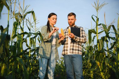 İki işadamı, bir adam ve bir kadın mısır tarlasında çalışıyor..