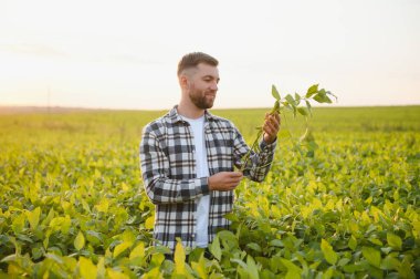 Soya tarlasında gün batımında duran çiftçi..