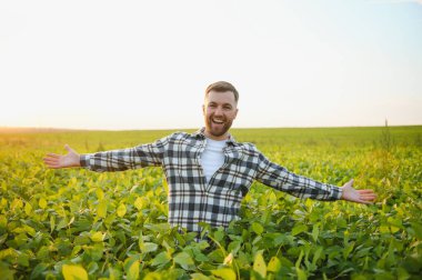 Agronomist tarlada yetişen soya fasulyesi ekinlerini inceliyor. Tarım üretim konsepti. Genç tarımcı yazın tarlada soya fasulyesi mahsulünü inceliyor. Soya tarlasında çiftçi