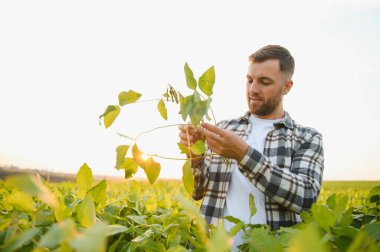 Agronomist tarlada yetişen soya fasulyesi ekinlerini inceliyor. Tarım üretim konsepti. Genç tarımcı yazın tarlada soya fasulyesi mahsulünü inceliyor. Soya tarlasında çiftçi