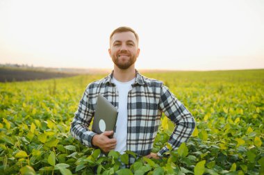 Agronomist tarlada yetişen soya fasulyesi ekinlerini inceliyor. Tarım üretim konsepti. Genç tarımcı yazın tarlada soya fasulyesi mahsulünü inceliyor. Soya tarlasında çiftçi
