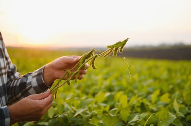 Agronomist tarlada yetişen soya fasulyesi ekinlerini inceliyor. Tarım üretim konsepti. Genç tarımcı yazın tarlada soya fasulyesi mahsulünü inceliyor. Soya tarlasında çiftçi