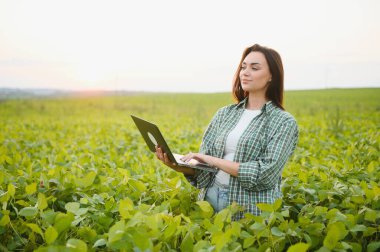 Modern tarım sektörü. Dijital dizüstü bilgisayarı olan kadın çiftçi tarlada soya fasulyelerinin yeşil yapraklarını inceliyor ve kontrol ediyor. Agronomist, filizlerin büyümesini ve gelişmesini kontrol eder. Akıllı tarım teknolojisi