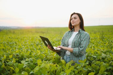 Tarladaki yeşil soya bitkilerini inceleyen dişi çiftçi ya da tarımcı.