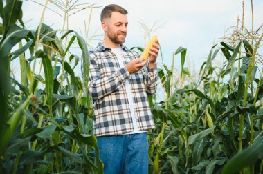Mısır tarlasında genç ve yakışıklı tarım uzmanı hasat etmeden önce ekinleri inceliyor. Tarım sektörü konsepti. Mısır tarlasında duran tarım mühendisi.