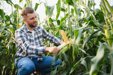 A young agronomist inspects the quality of the corn crop on agricultural land. Farmer in a corn field on a hot sunny day.