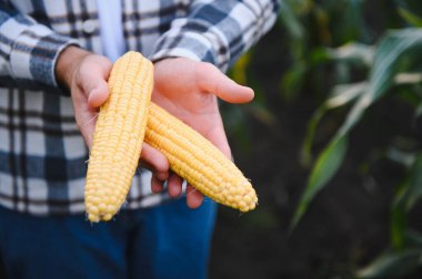 A young agronomist inspects the quality of the corn crop on agricultural land. Farmer in a corn field on a hot sunny day.