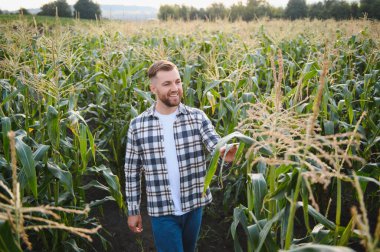 Bir adam mısır tarlasını teftiş ediyor ve zararlıları arıyor. Başarılı çiftçi ve tarım sektörü.
