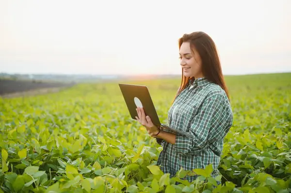 Modern tarım sektörü. Dijital dizüstü bilgisayarı olan kadın çiftçi tarlada soya fasulyelerinin yeşil yapraklarını inceliyor ve kontrol ediyor. Agronomist, filizlerin büyümesini ve gelişmesini kontrol eder. Akıllı tarım teknolojisi