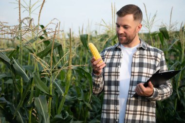 Bir adam mısır tarlasını teftiş ediyor ve zararlıları arıyor. Başarılı çiftçi ve tarım sektörü.