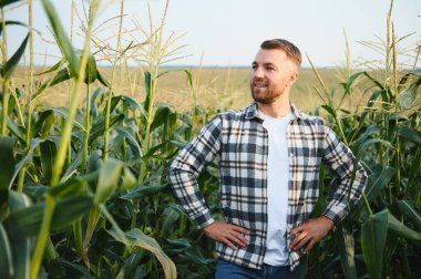 Bir adam mısır tarlasını teftiş ediyor ve zararlıları arıyor. Başarılı çiftçi ve tarım sektörü.