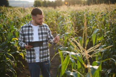 A young agronomist inspects the quality of the corn crop on agricultural land. Farmer in a corn field on a hot sunny day.
