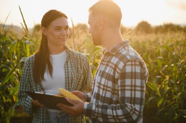 Bir grup çiftçi, bir adam ve bir kadın, tarladaki mısır mahsulünü inceliyorlar..