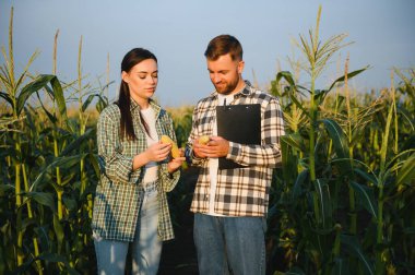 Sulama mısır. İki çiftçi mısır tarlasında çalışıyor. tarım sulama konsepti. Çiftçilerden bir erkek ve bir kadın sulama işine karşı yeşil mısır filizleriyle tarlalarda çalışıyorlar.