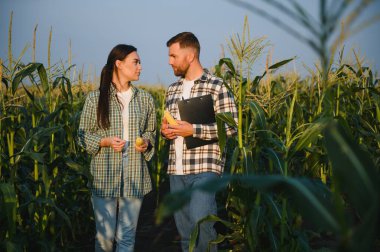 Sulama mısır. İki çiftçi mısır tarlasında çalışıyor. tarım sulama konsepti. Çiftçilerden bir erkek ve bir kadın sulama işine karşı yeşil mısır filizleriyle tarlalarda çalışıyorlar.
