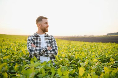 Agronomist tarlada yetişen soya fasulyesi ekinlerini inceliyor. Tarım üretim konsepti. Genç tarımcı yazın tarlada soya fasulyesi mahsulünü inceliyor. Soya tarlasında çiftçi