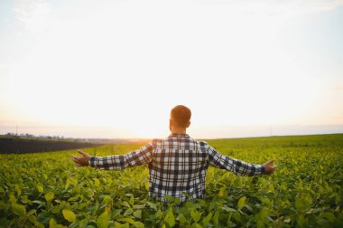 Genç çiftçi, soya fasulyesi şirketini inceliyor. Başparmak kaldırıyor..