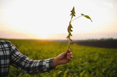 Gün batımında tarlada hasat öncesi soya fasulyesi mahsulünü tutan çiftçi ellerini kapatın..