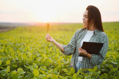 Beyaz kadın çiftlik işçisi yaz akşamları soya tarlasını inceliyor..