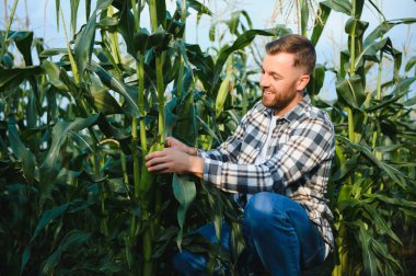 Mısır tarlasında genç ve yakışıklı bir ziraatçi hasat etmeden önce mahsulleri inceliyor..