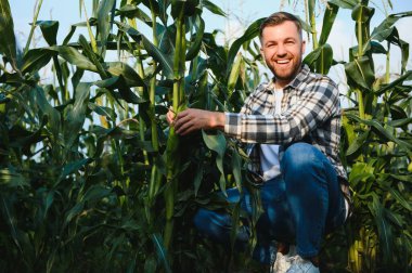 Mısır tarlasında genç ve yakışıklı bir ziraatçi hasat etmeden önce mahsulleri inceliyor..