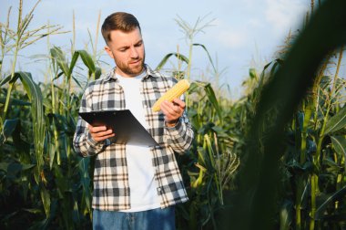 A young agronomist inspects the quality of the corn crop on agricultural land. Farmer in a corn field on a hot sunny day.